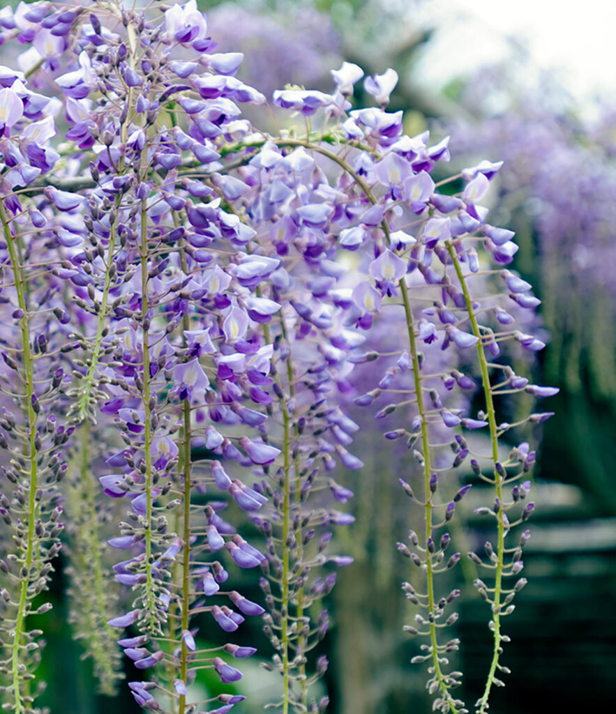 rihga_featured_image